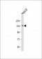 POLG Antibody (C-term)